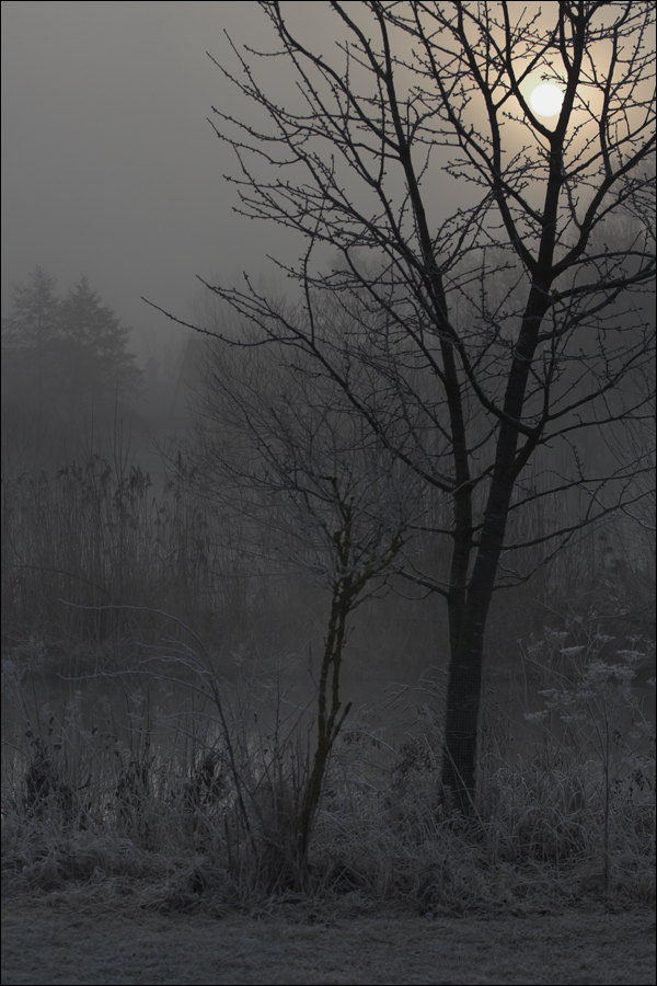 NebelFC.jpg - Buga-Gelände in Amberg an einem nebeligen Morgen.