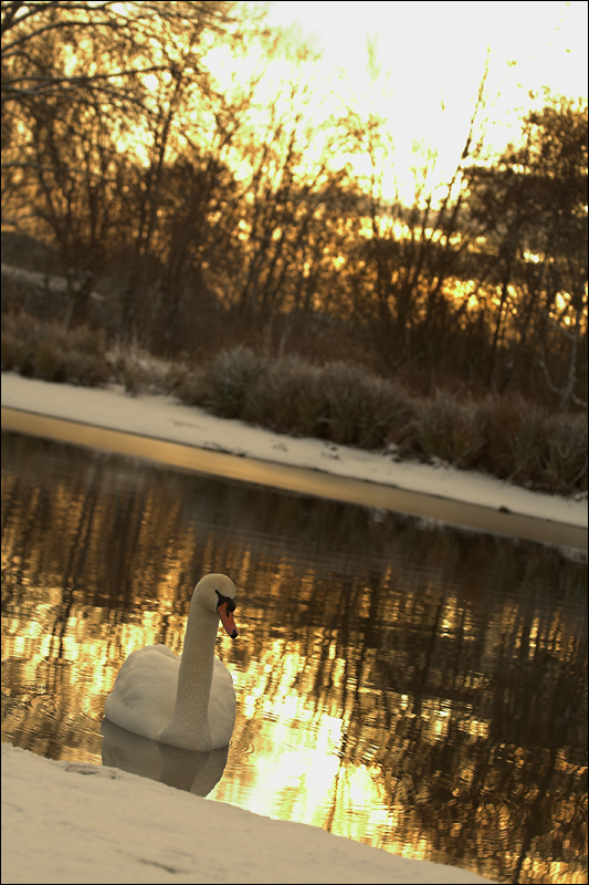 SeefeuerFC.jpg - Schwan im winterlichen Teich.