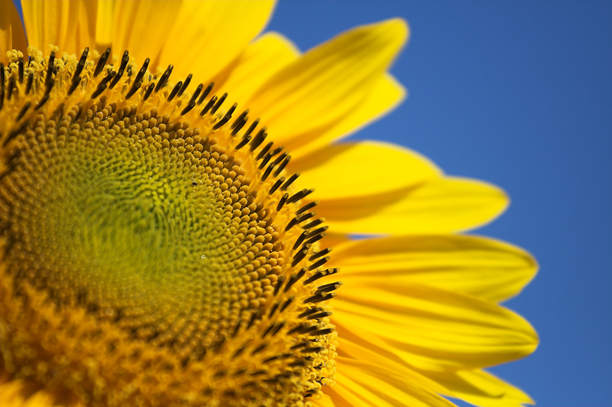 SonnenblumeFC.jpg - Als Sonnenblumenkern eingepflanzt zeigt sich uns nun diese schöne Blüte!