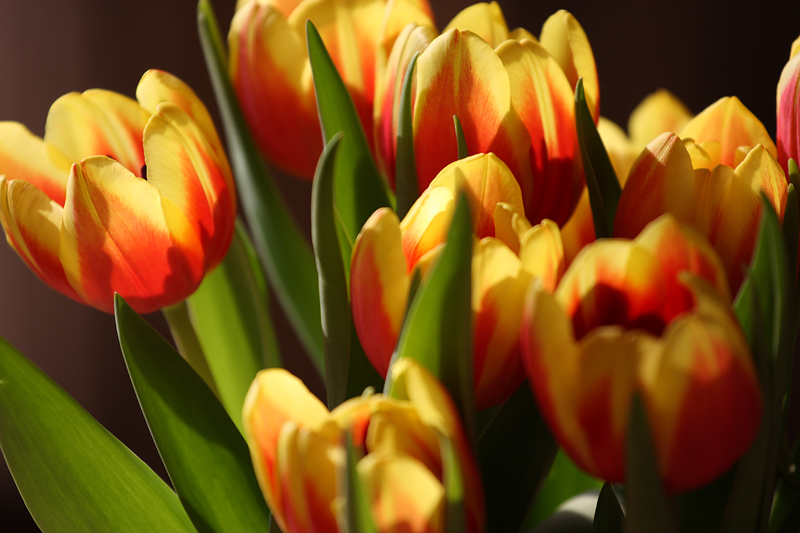TulpenFC.jpg - Tulpenpracht zur Frühlingszeit