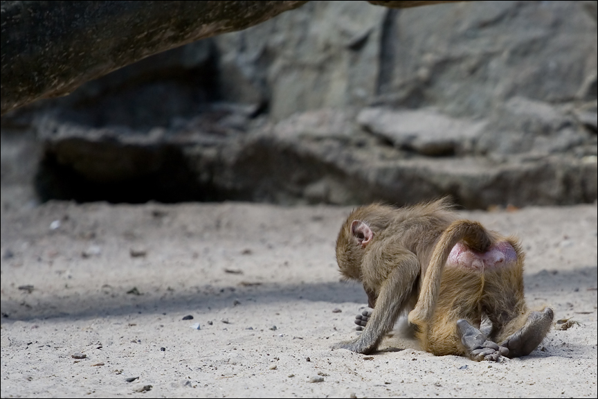 AffeFC.jpg - Der Affe robbte auf allen Vieren durch den Sand auf der Suche nach irgendetwas...Zoo Berlin. 