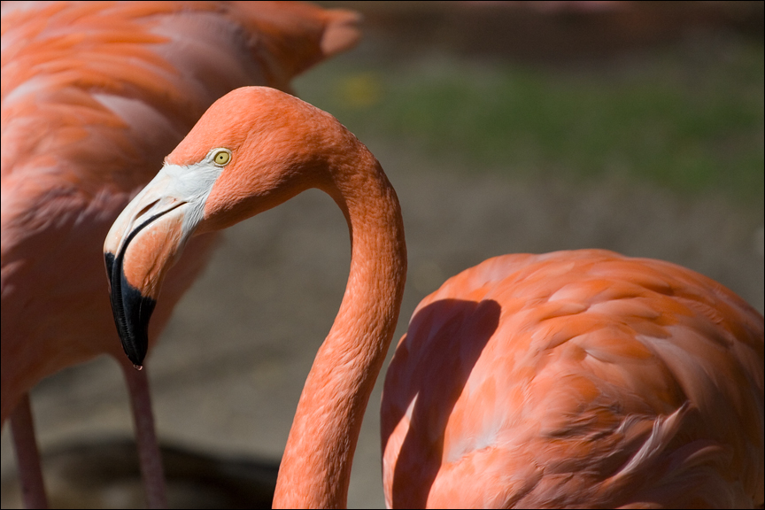 FlamingoFC.jpg - Der zarte Flamingo ist immer ein Bild wert.Zoo Berlin. 