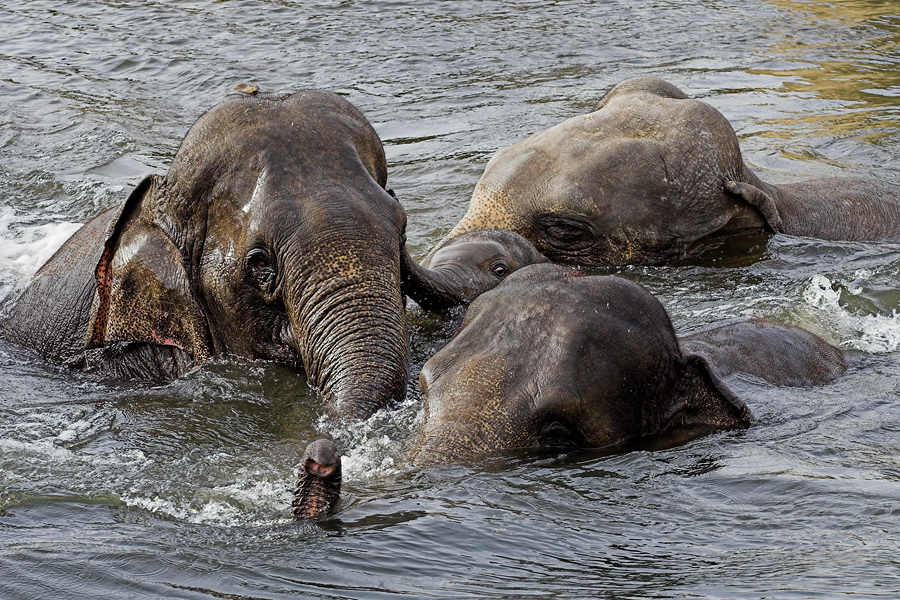 Koelle19FC.jpg - Wie auf Kommando stürmten alle Elefanten in das Wasserbecken und tummelten sich dort eine ganze Weile. Die kleinen waren mitten drin. Zoo Köln.