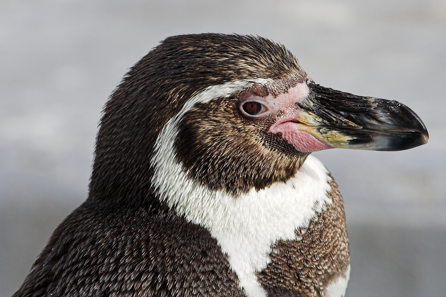 Koelle22FC.jpg - Der Schnabel des Pinguin erinnert mich an eine Austernschale. Zoo Köln.