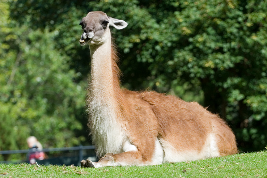 LamaFC.jpg - Ich hätte es auf ein Lama getippt. Wikipedia sagt aber es ist ein Vikunja. Der Bursche saß auf der Anhöhe und kaute genüsslich sein Gras...Zoo Berlin. 
