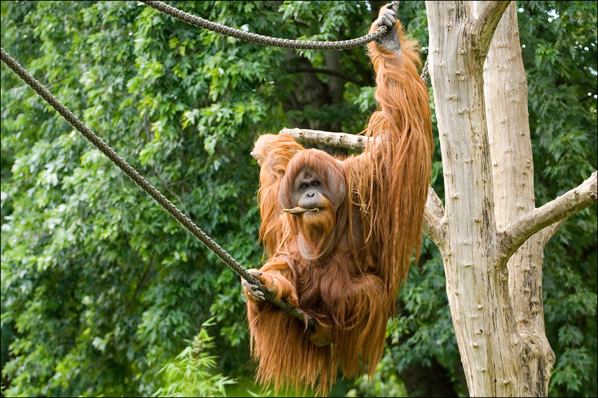 OrangFC.jpg - Der große Orang schaukelte in seinen Lianen.Zoo Berlin. 