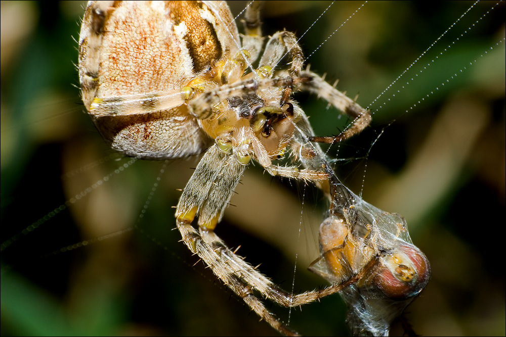 SpinneFC.jpg - Die Kreuzspinne webt ihre noch lebende Beute ein. Gesehen bei einer Waldwanderung nahe Amberg.