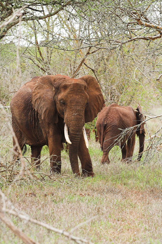 Kenia_2011-(137).jpg - Elefanten im dichten Busch.