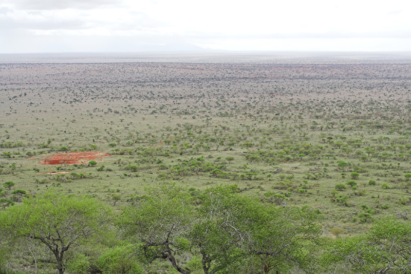 Kenia_2011-(150).jpg - Im stehenden Bild sieht man leider nicht das Gewusel der vielen Tiere im Busch.