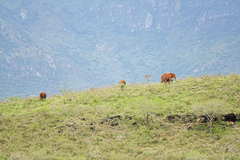 Kenia_2011-(151).jpg - Diese Elefanten wandern auf dem Bergkamm in über 1200m Höhe!