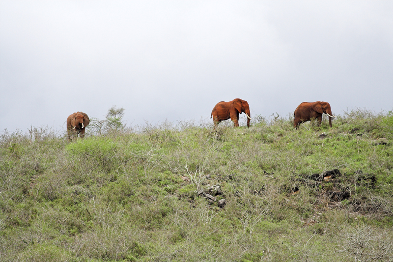 Kenia_2011-(152).jpg - Diese Elefanten wandern auf dem Bergkamm in über 1200m Höhe!