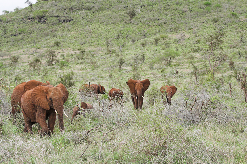 Kenia_2011-(153).jpg - Eine große Herde Elefanten!