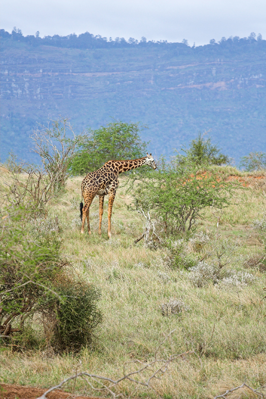 Kenia_2011-(158).jpg - Auch Giraffen gehen hoch in die Berge.