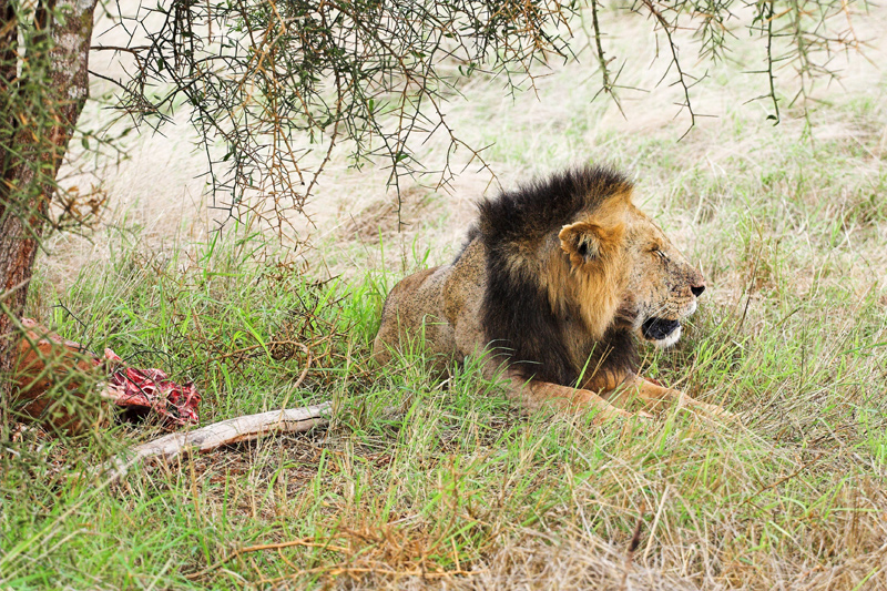 Kenia_2011-(161).jpg - Das Löwenmännchen wacht über seine Beute (eine Kuhantilope).