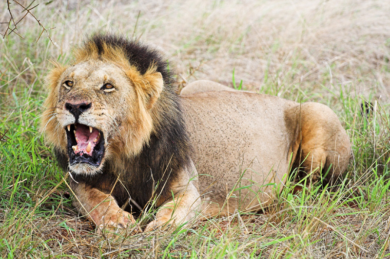 Kenia_2011-(164).jpg - Der Löwe zeigt, wer der König ist!