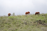 Kenia_2011-(152)