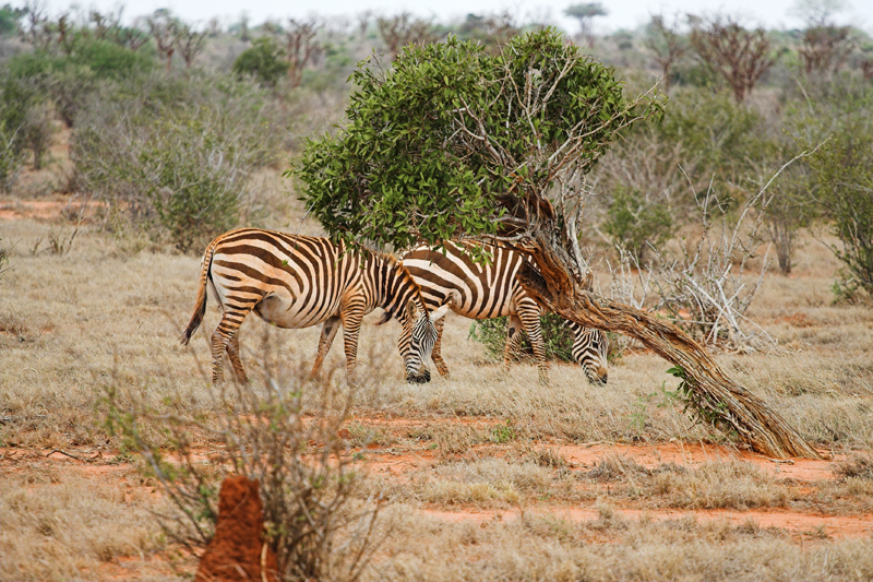Kenia_2011-(22).jpg - Zebras findet man meist in kleineren Gruppen.