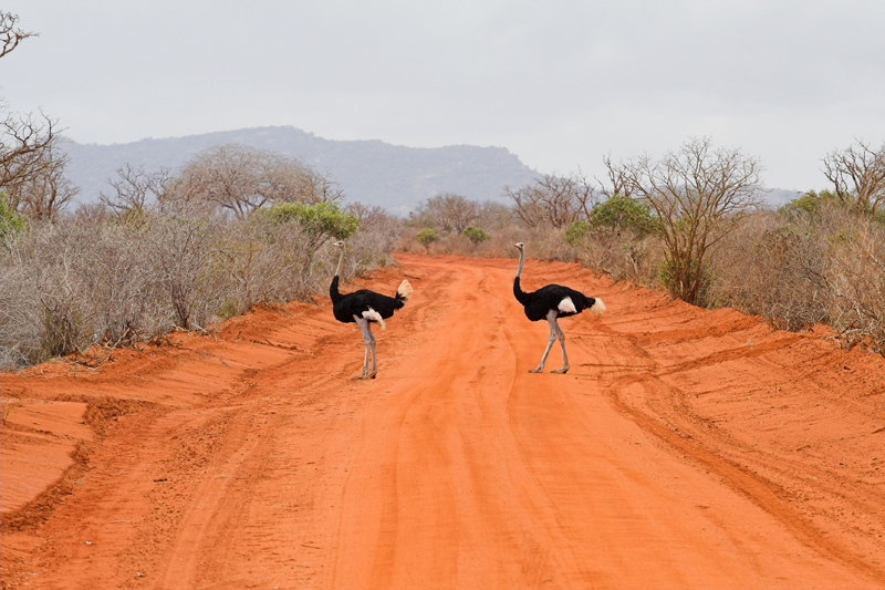 Kenia_2011-(28).jpg - Beim Fahren gilt stets höchste Aufmerksamkeit, weil jederzeit ein Wildtier auf dem Weg stehen kann. Hier zwei männliche Strauße.