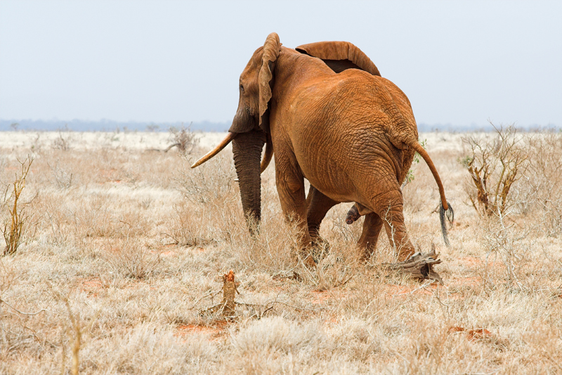 Kenia_2011-(30).jpg - Elefantenbullen trifft man häufig als Einzelgänger an.