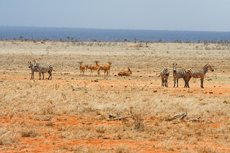 Kenia_2011-(32).jpg - Oft findet man eine Ansammlung verschiedener Tierarten an einem Ort. Hier sind es Zebras und Kuhantilopen.