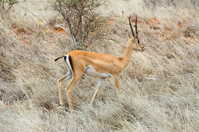 Kenia_2011-(34).jpg - Eine Grant-Gazelle durchstreift die Savanne.