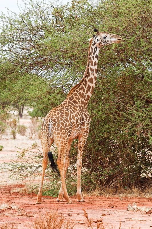 Kenia_2011-(35).jpg - Eine Giraffe pflückt das Grün vom Baum.