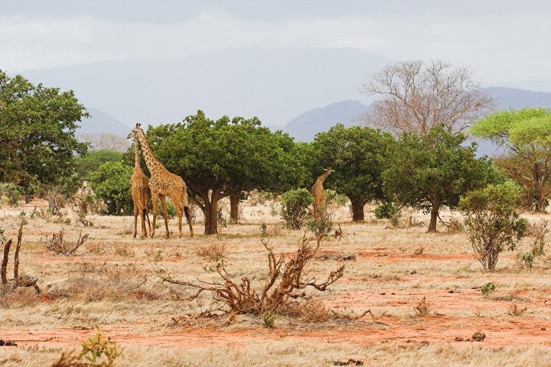 Kenia_2011-(36).jpg - Eine Gruppe von Giraffen.