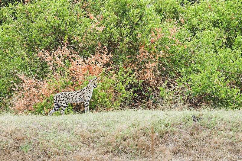 Kenia_2011-(39).jpg - Der Serval, eine mittelgroße Wildkatze.