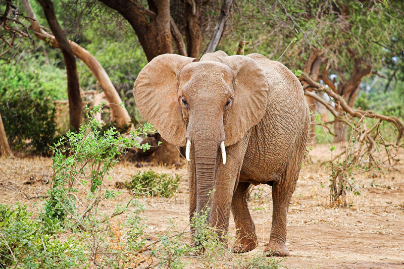 Kenia_2011-(44).jpg - Auge in Auge mit dem Elefanten.