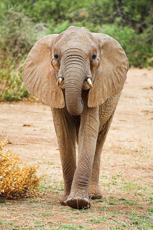 Kenia_2011-(45).jpg - Der Elefant kommt auf mich zu!