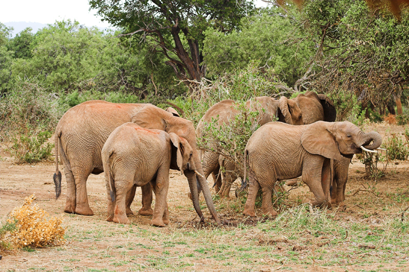 Kenia_2011-(46).jpg - Elefanten trinken aus einem kleinen Wasserloch.