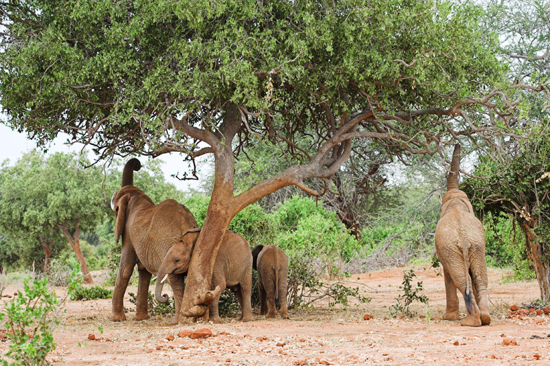 Kenia_2011-(47).jpg - Kleine Bäume werden von Elefanten auch einfach platt gemacht. Bei diesem müssen sie sich jedoch strecken.