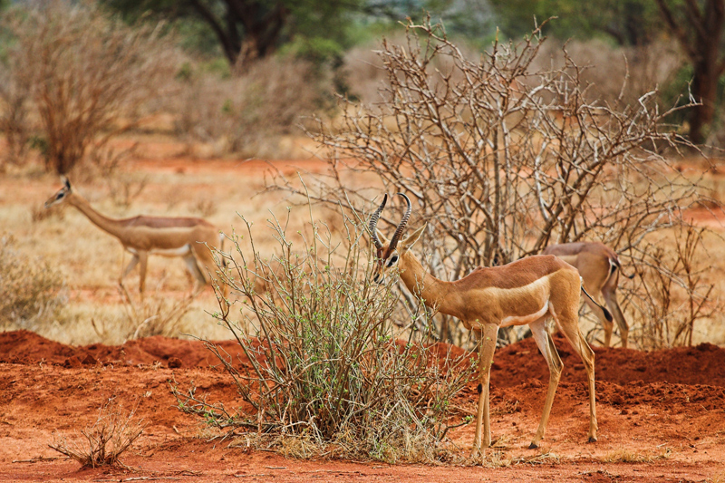 Kenia_2011-(50).jpg - Giraffengazellen haben sehr lange Hälse.