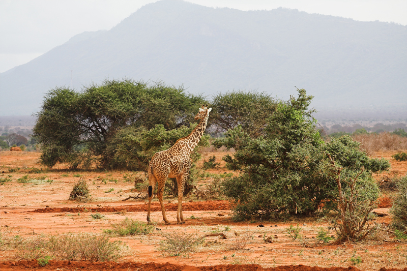 Kenia_2011-(51).jpg - Ein sehr großes Exemplar einer Giraffe.