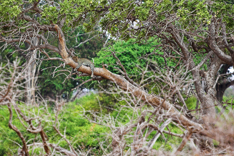 Kenia_2011-(52).jpg - Die wenigen Leoparden, die wir sehen konnten, hingen alle in den Bäumen.