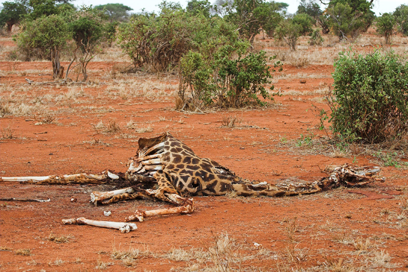 Kenia_2011-(53).jpg - Nationalpark ist nicht Zoo, hier herrscht das Gesetz der Wildnis.