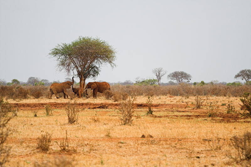 Kenia_2011-(57).jpg - Elefanten in der Ferne.