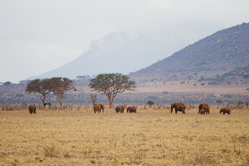 Kenia_2011-(59).jpg - Eine Elefantenherde streift durch die Savanne. Die Stoßzähne des Bullen reichen fast bis zum Boden.