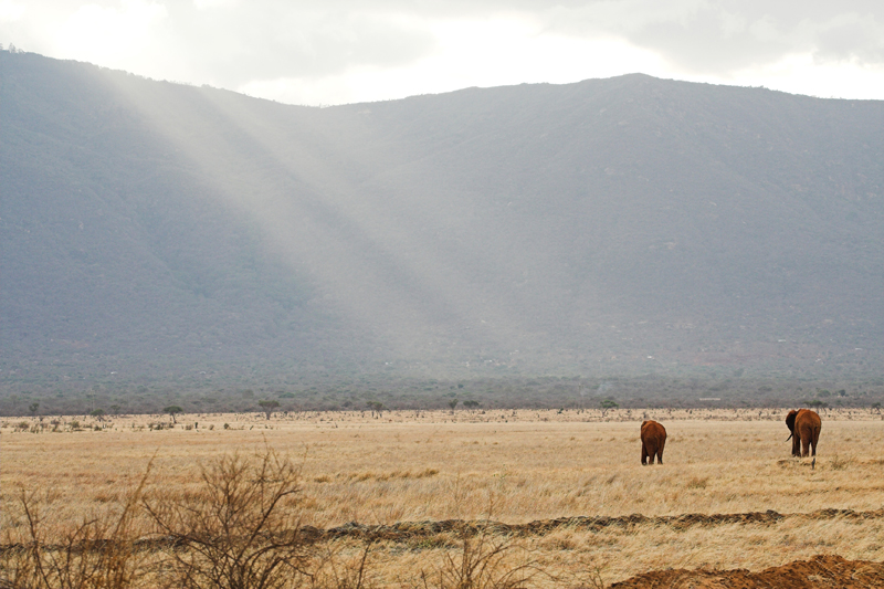Kenia_2011-(60).jpg - Elefanten ziehen dem Sonnenuntergang entgegen.