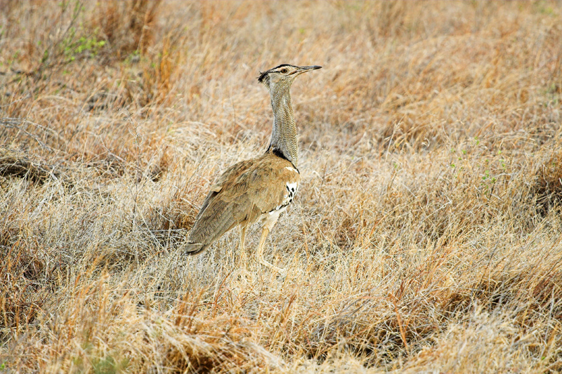 Kenia_2011-(61).jpg - Diesen Vogel konnte ich leider nicht identifizeiren. Aber er ist seiner Umgebung farblich sehr gut angepasst.
