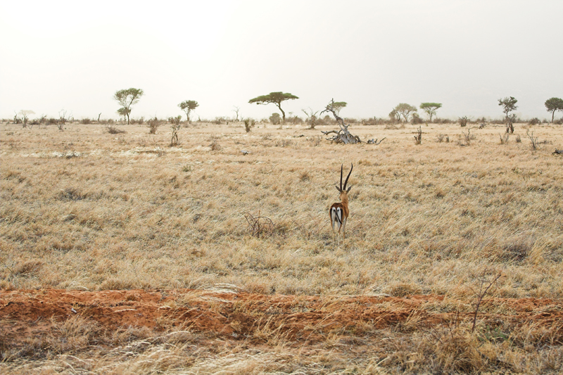 Kenia_2011-(63).jpg - Grant-Gazelle im Abendlicht.