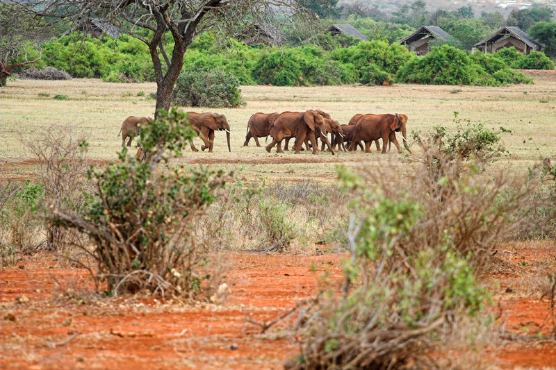 Kenia_2011-(65).jpg - Eine kleine Elefantenherde. Im Hintergrund eines der Camps im Park.