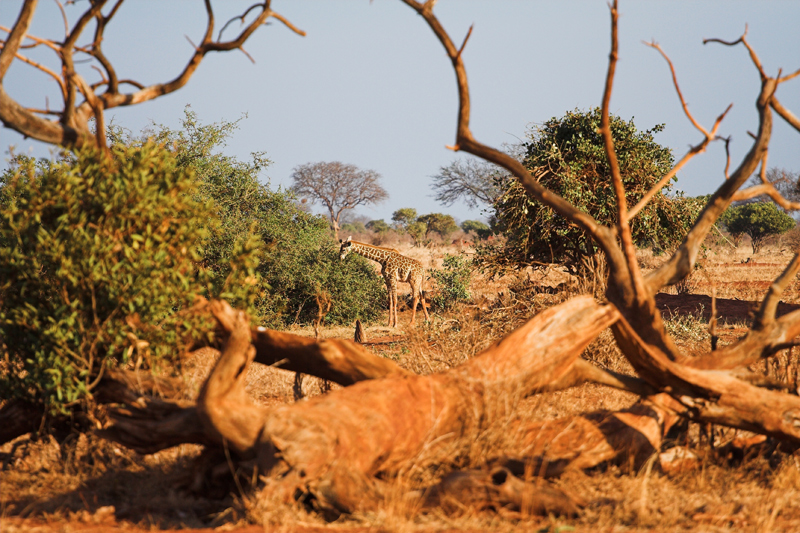 Kenia_2011-(67).jpg - Giraffe im Busch.