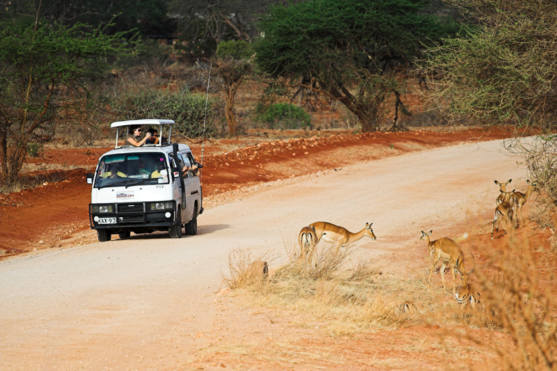 Kenia_2011-(69).jpg - Safari-Bus hält vor einer Herde Impalas.