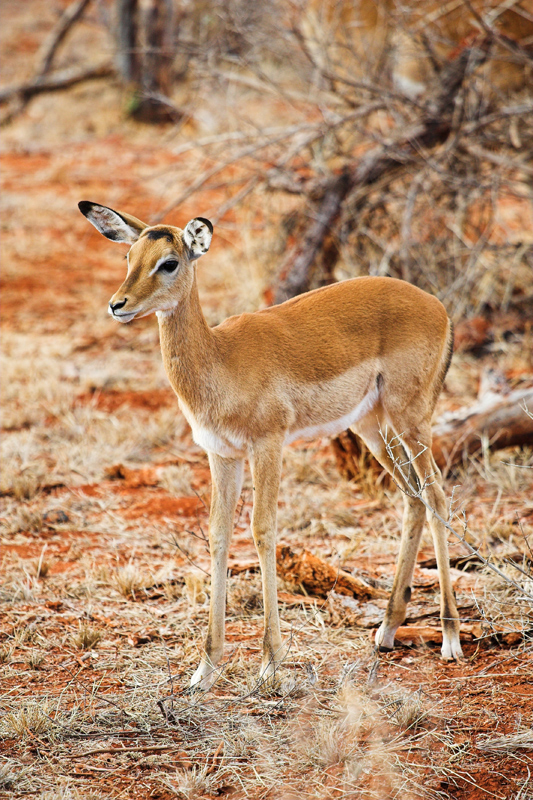 Kenia_2011-(70).jpg - Ein junges Impala.
