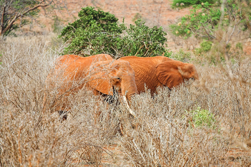 Kenia_2011-(72).jpg - Elefanten im Busch.