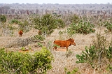 Kenia_2011-(24)