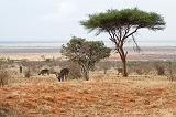 Kenia_2011-(64)