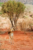 Kenia_2011-(68)