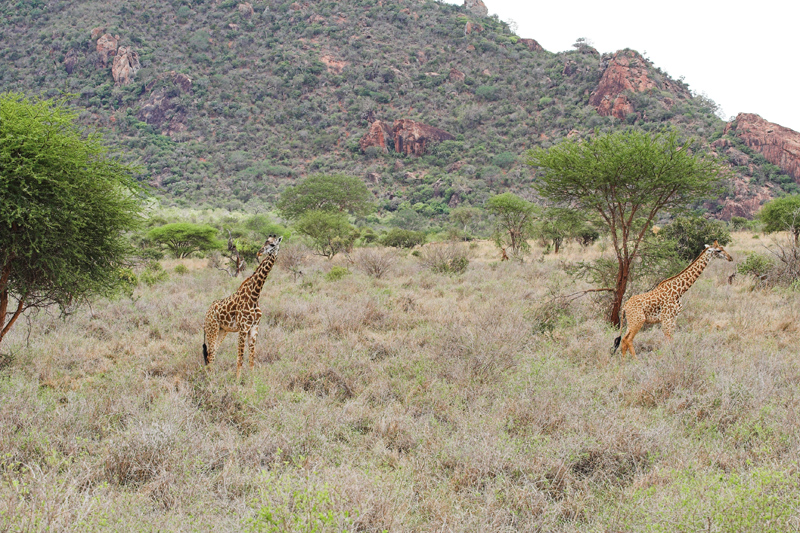 Kenia_2011-(100).jpg - Giraffen im Rhino Valley.